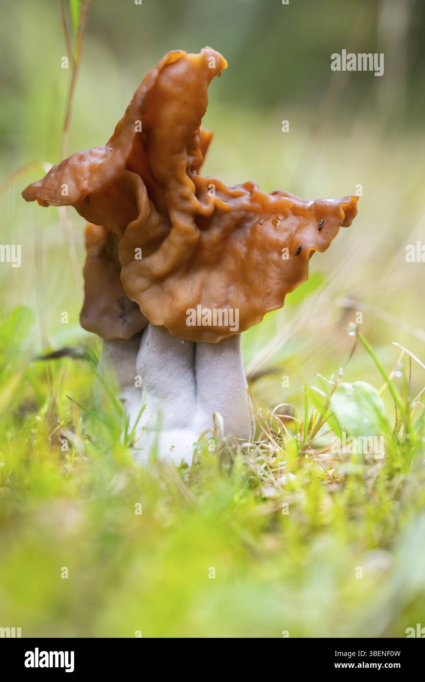 Hooded false morel, sella di elfi (Paragyromitra infula) fungo in una foresta in autunno, Baviera, Germania, Europa Foto Stock