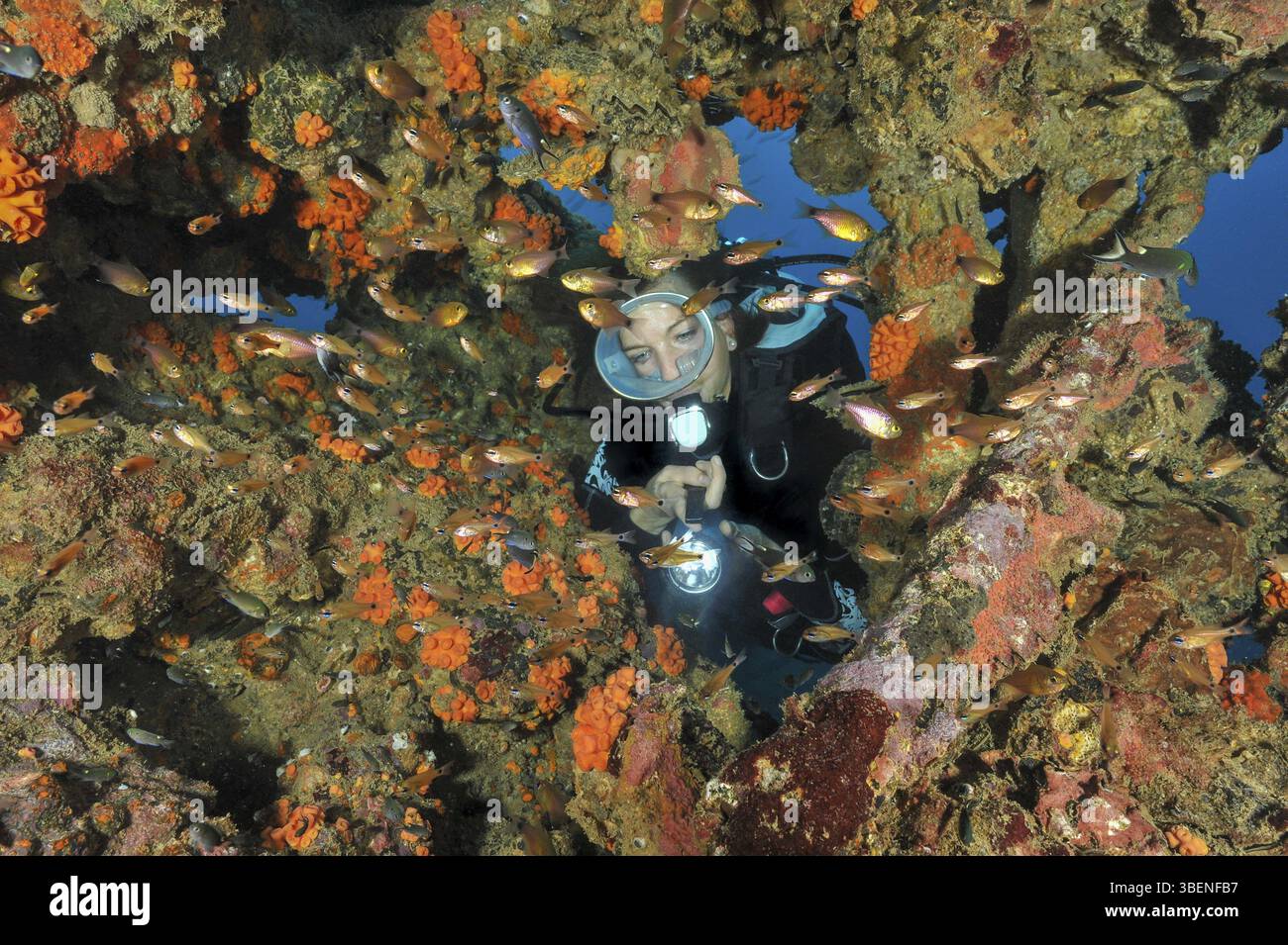 Immersioni subacquee durante le immersioni ricreative illuminando i pesci striscioni gioiellati (Pseudanthias squamipinnis) pesci striscioni gioiellati attraverso un piccolo buco in tropicale Foto Stock