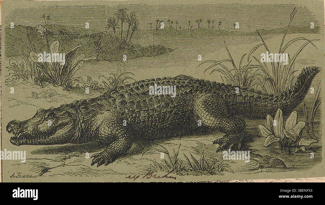 Una stampa del 1875 circa da Iconographia Zoologica, con un alligatore non identificato. La stampa fa parte della collezione dell'Università di Amsterdam e riflette l'interesse per l'illustrazione zoologica durante il XIX secolo. Foto Stock