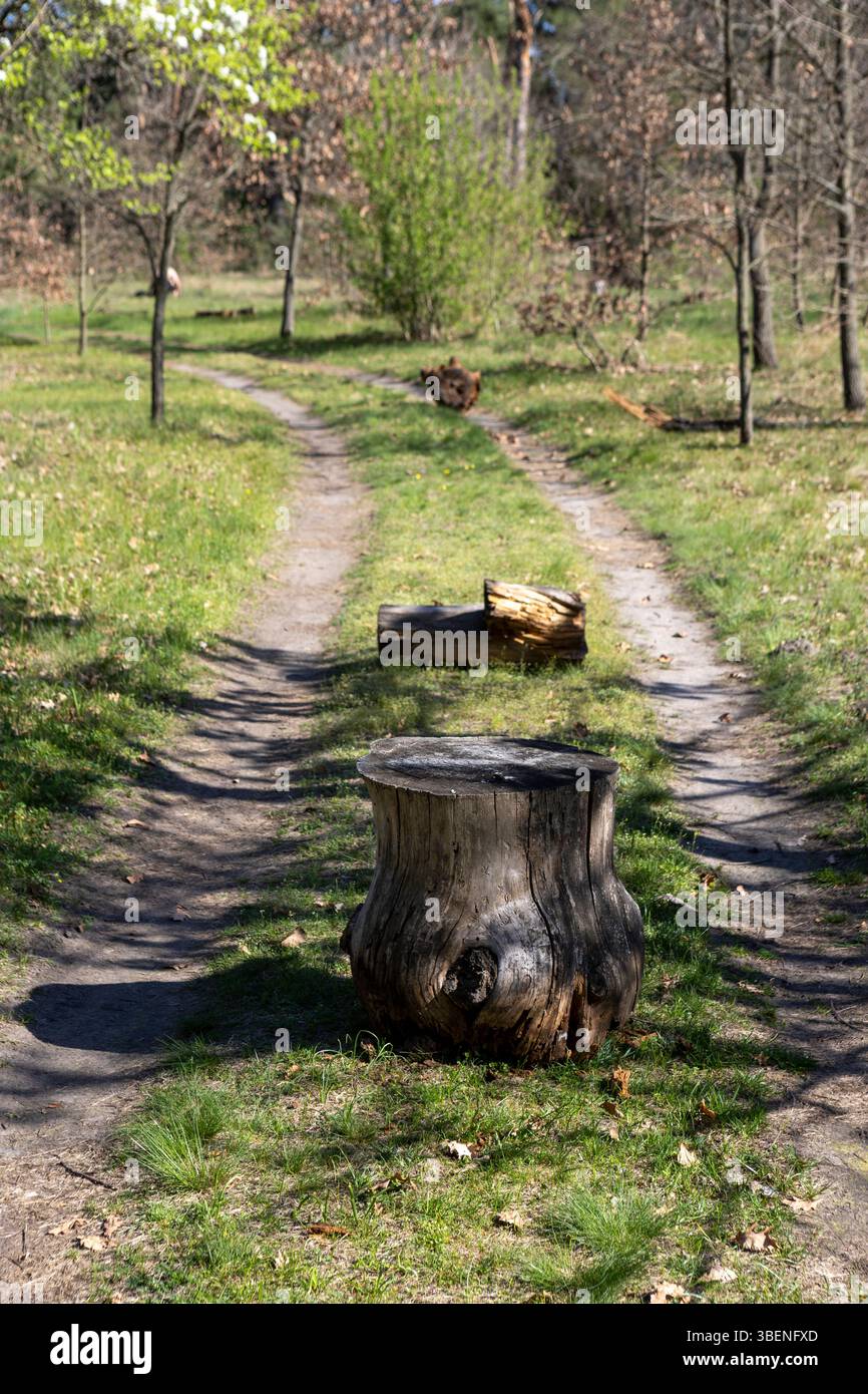 Un ceppo di alberi solitario si trova saldamente su una strada forestale, bloccando parzialmente il sentiero. Circondato da alberi e ombre, aggiunge un'atmosfera rustica e incontaminata Foto Stock