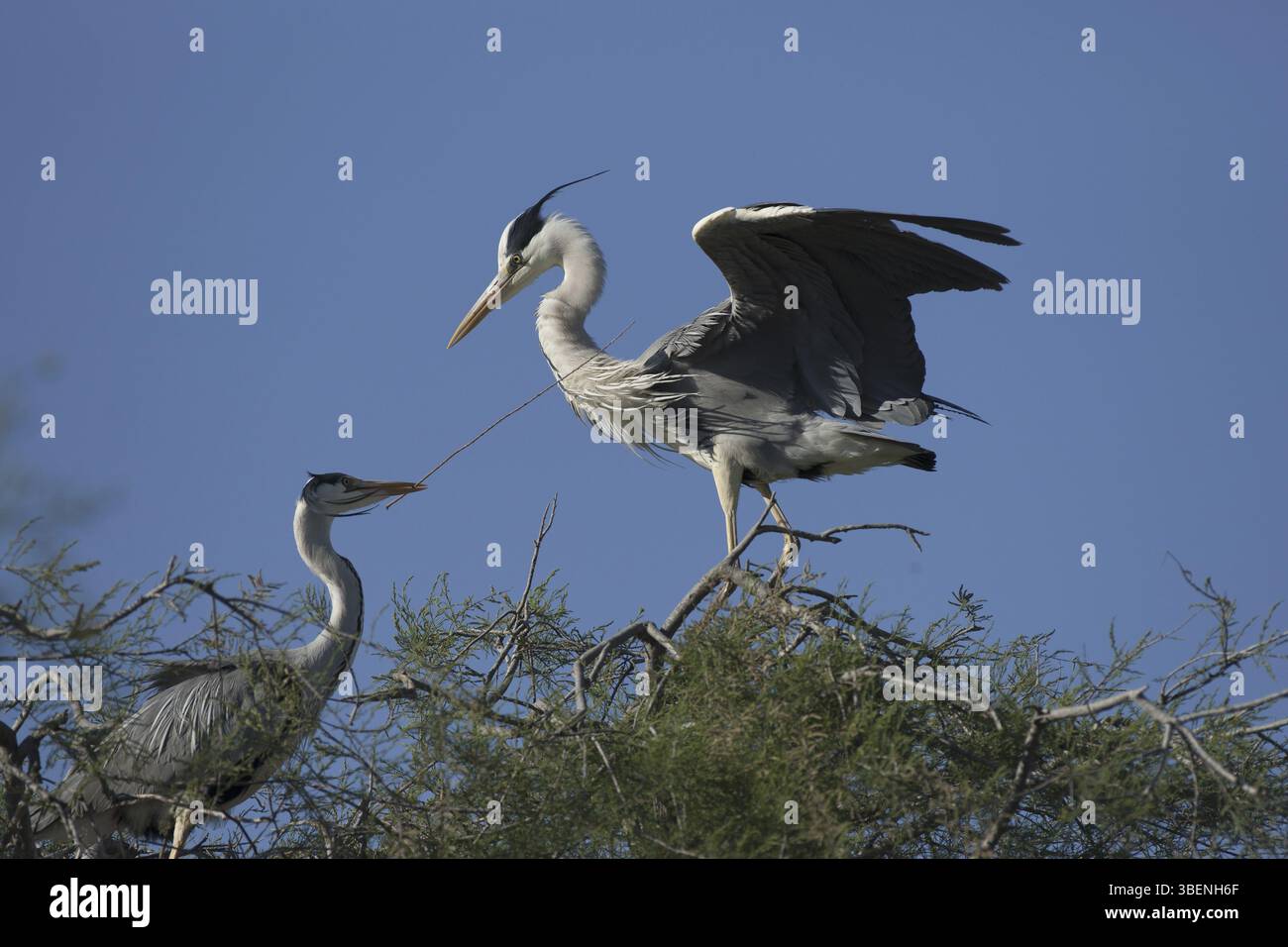 L'airone grigio porta il materiale di nidificazione nel sito di riproduzione (Ardea cinerea) Foto Stock