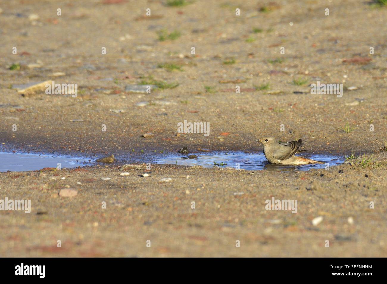 Codirosso spazzacamino (Phoenicurus ochruros) Foto Stock