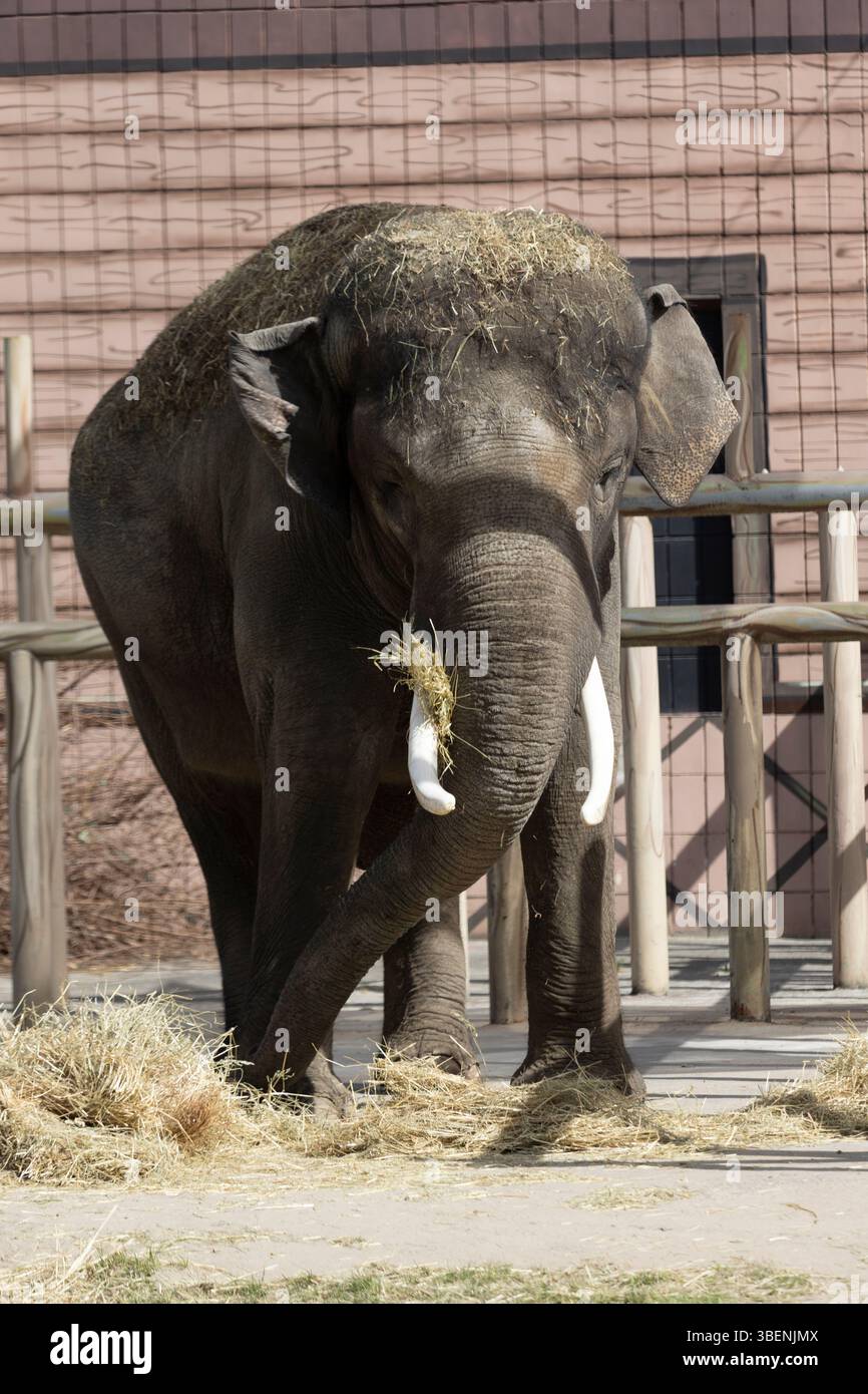 Un grande elefante indiano sgranocchiava su un mucchio di fieno, usando il suo tronco con delicata forza. Il suo corpo massiccio e la pelle rugosa esaltano le prede maestose Foto Stock