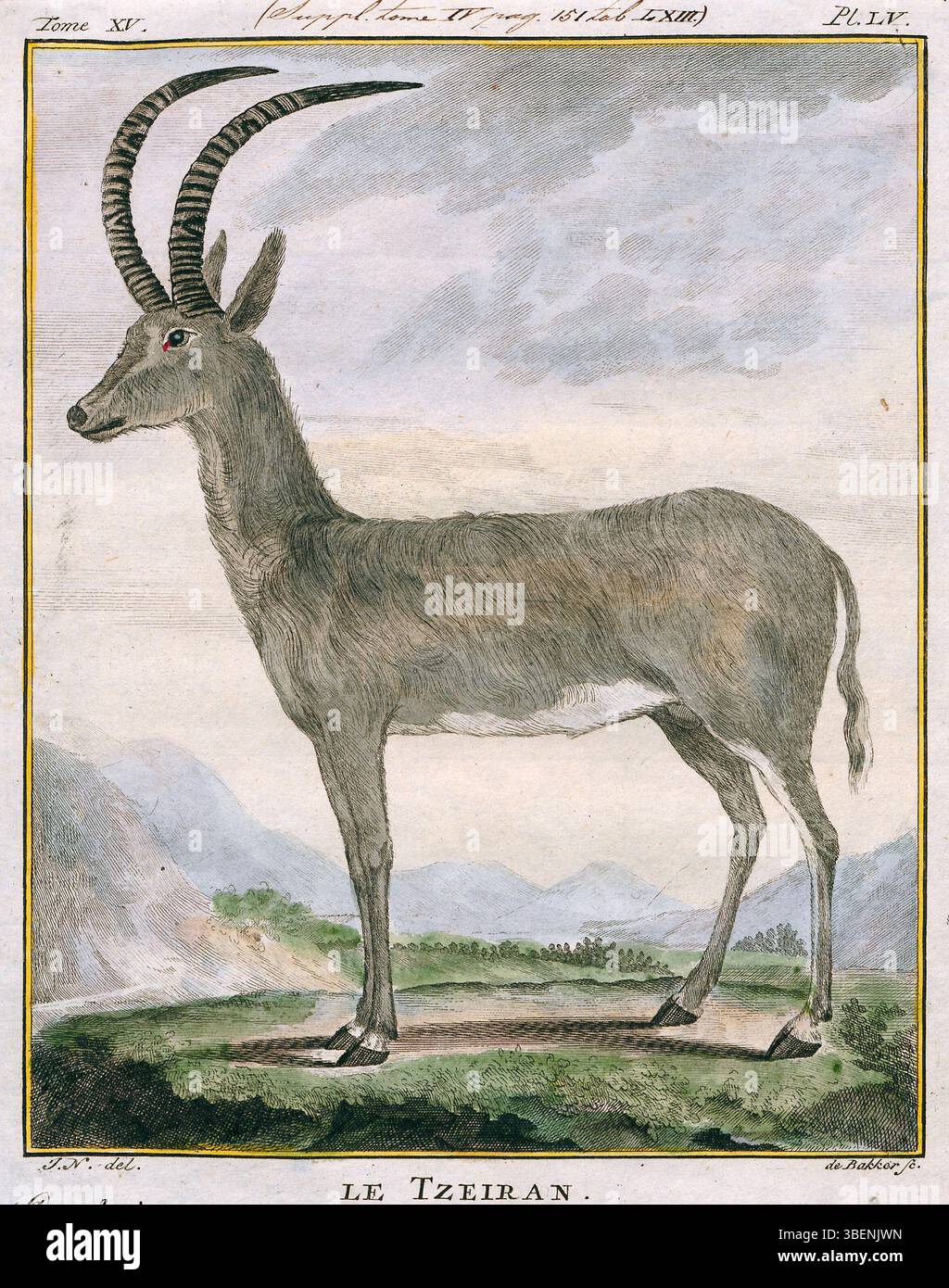 Una rappresentazione del Bluebuck, Antilope leucophaea, creata dall'artista Allamand nel 1778. Questa specie estinta di antilopi, una volta trovata nell'Africa meridionale, fu tra i primi animali ad essere descritti nella letteratura scientifica. L'incisione mette in risalto le sue caratteristiche uniche prima della sua estinzione all'inizio del XIX secolo. Foto Stock