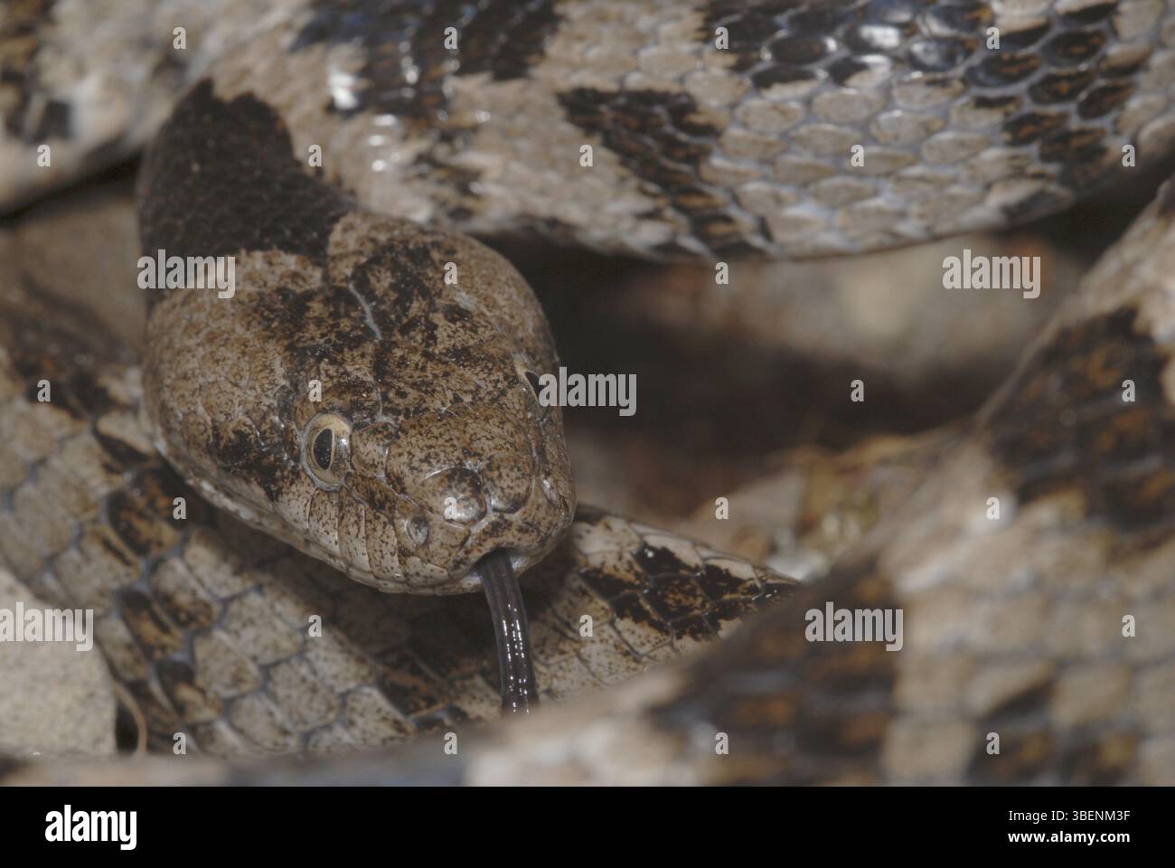 Serpente gatto europeo (Telescopus fallax) Foto Stock