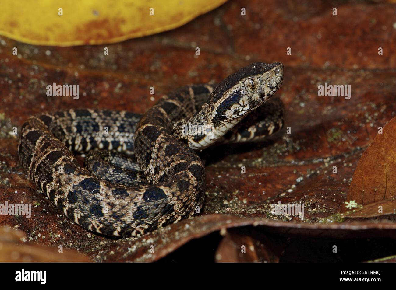 Lance adder, Terciopelo (Bothrops asper) Foto Stock
