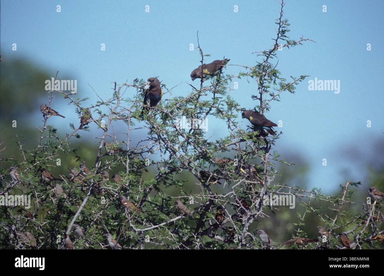 Pappagallo dorato (Poicephalus meyeri) Foto Stock