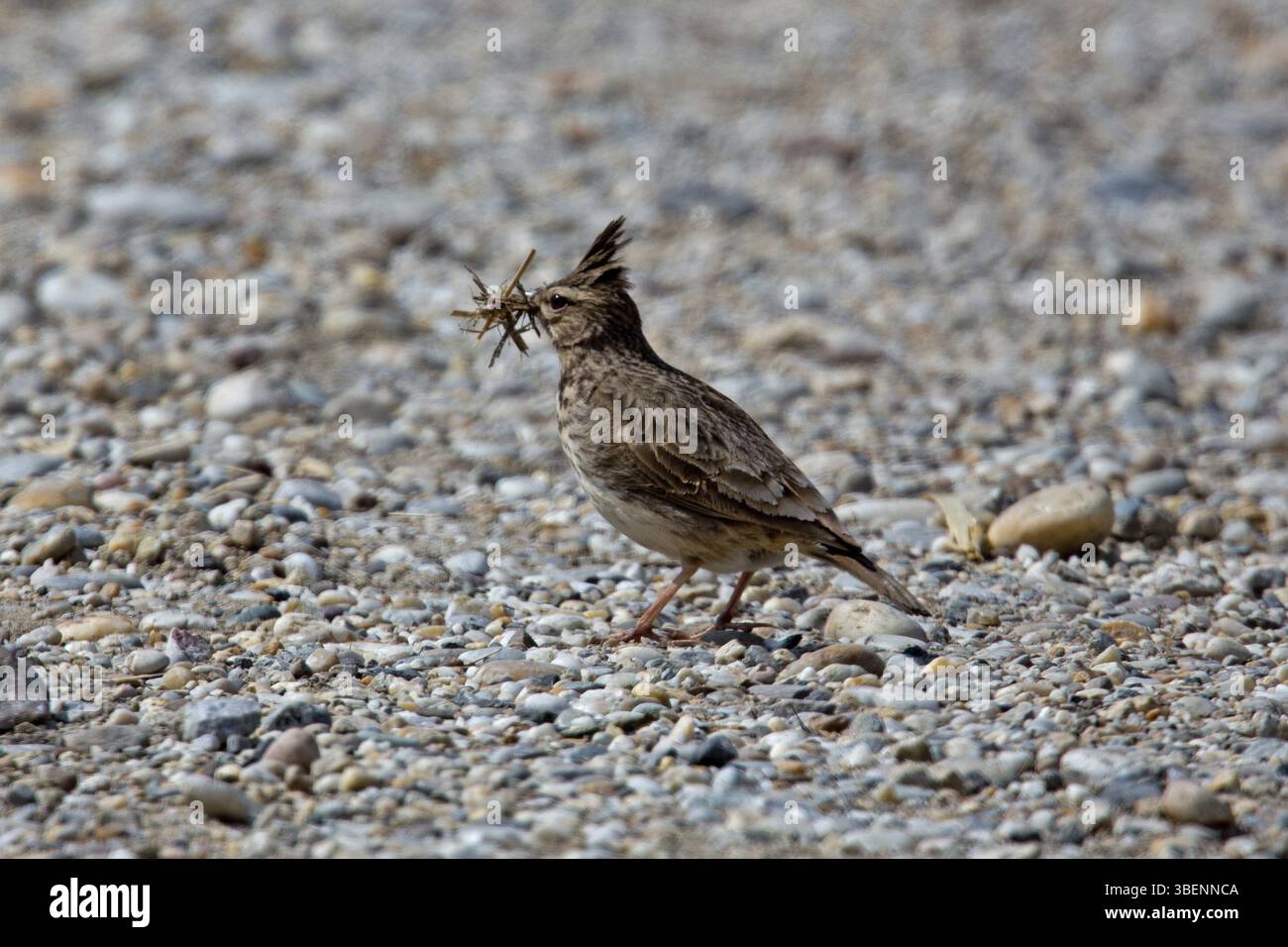 Crested Lark (Galerida cristata) Foto Stock