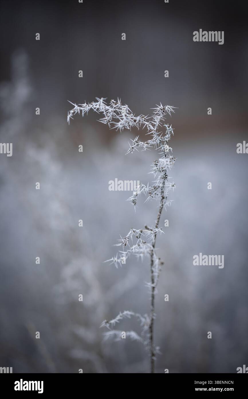 Un fusto di pianta solitaria sorge da un campo invernale sfocato, ogni segmento è decorato da intricati cristalli di gelo. Foto Stock