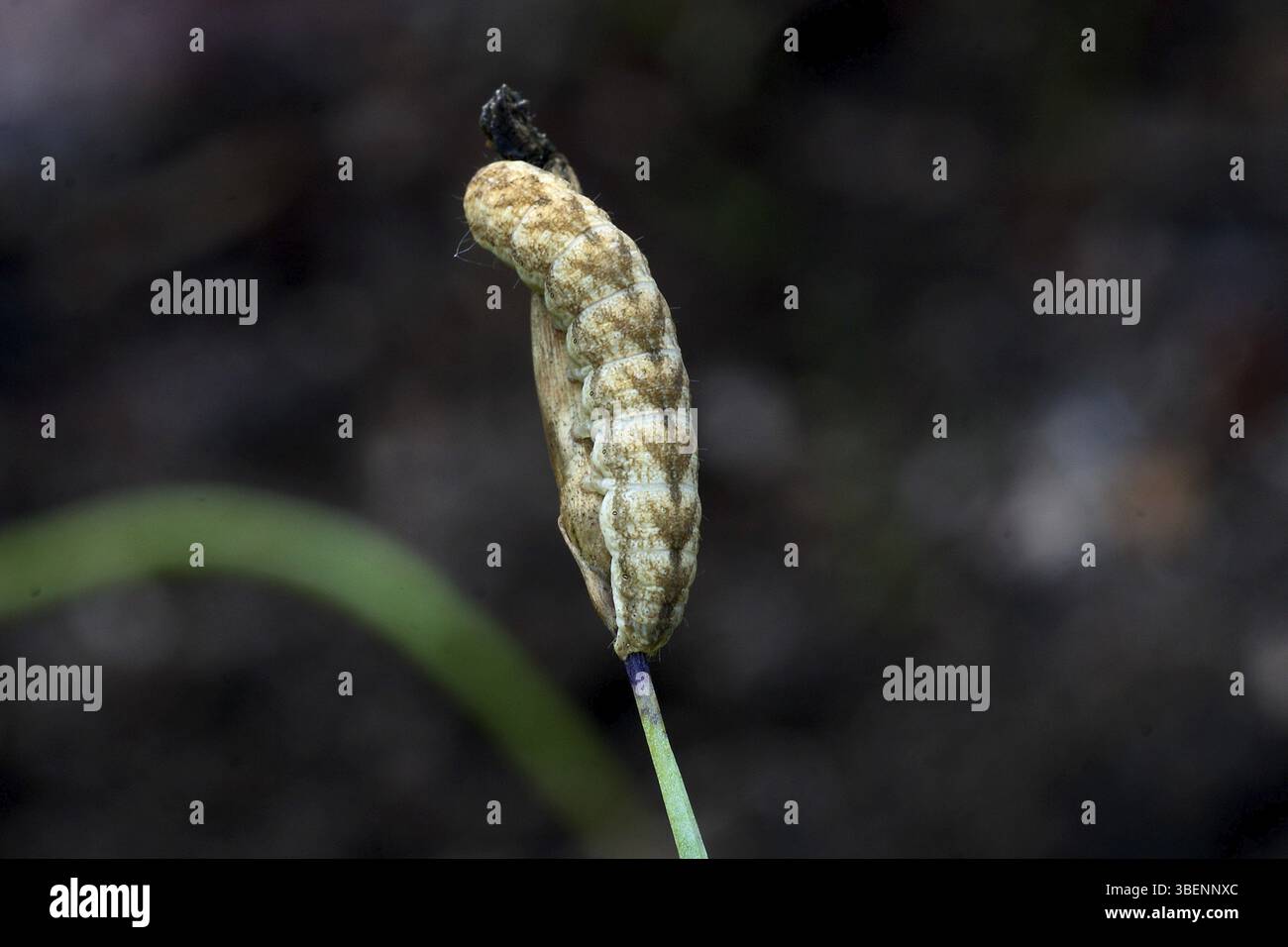 Gufo del garofano leggero (Hadena bicruris) Foto Stock
