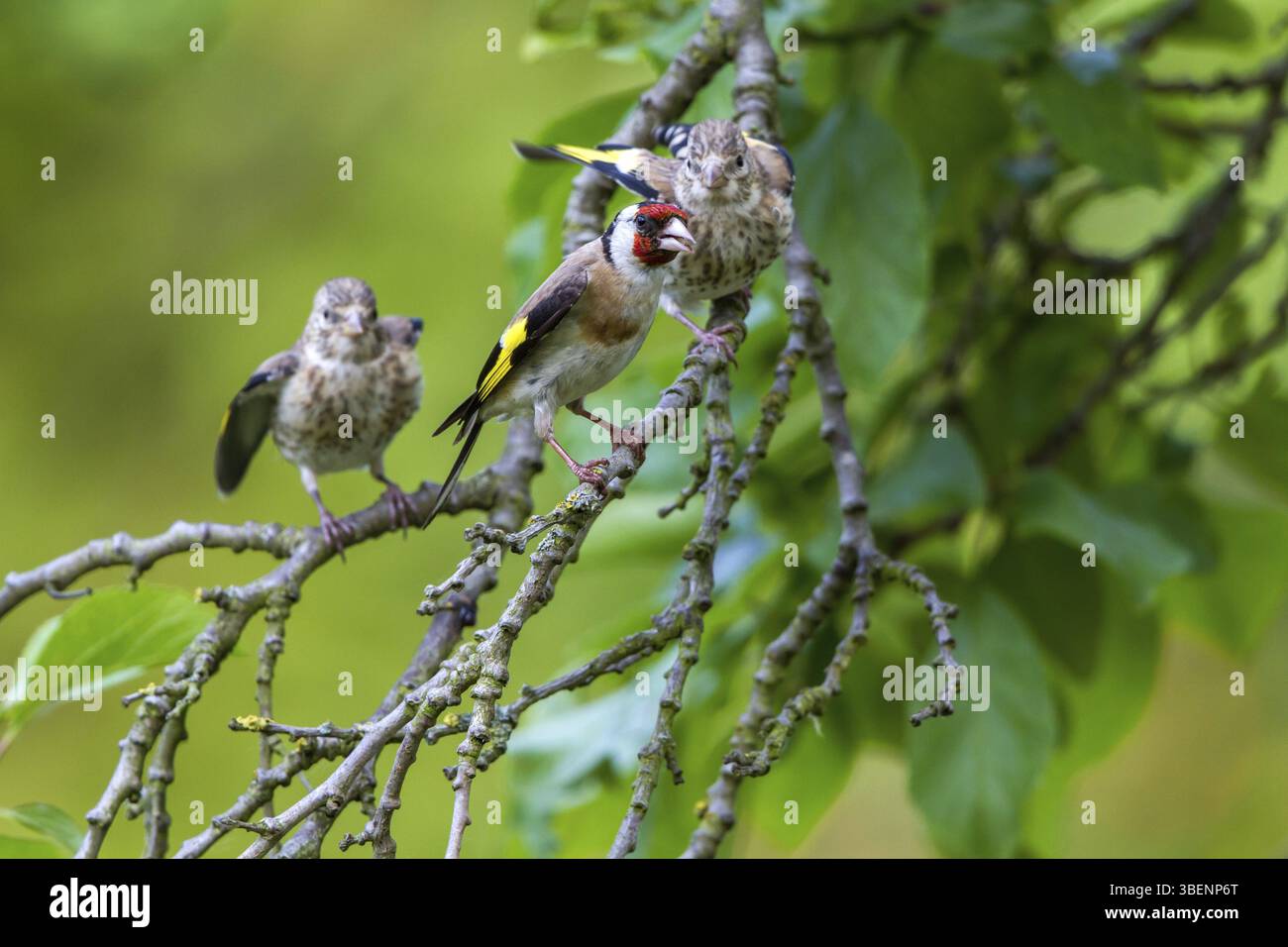 Goldfinch - con giovani uccelli (Carduelis carduelis) Foto Stock