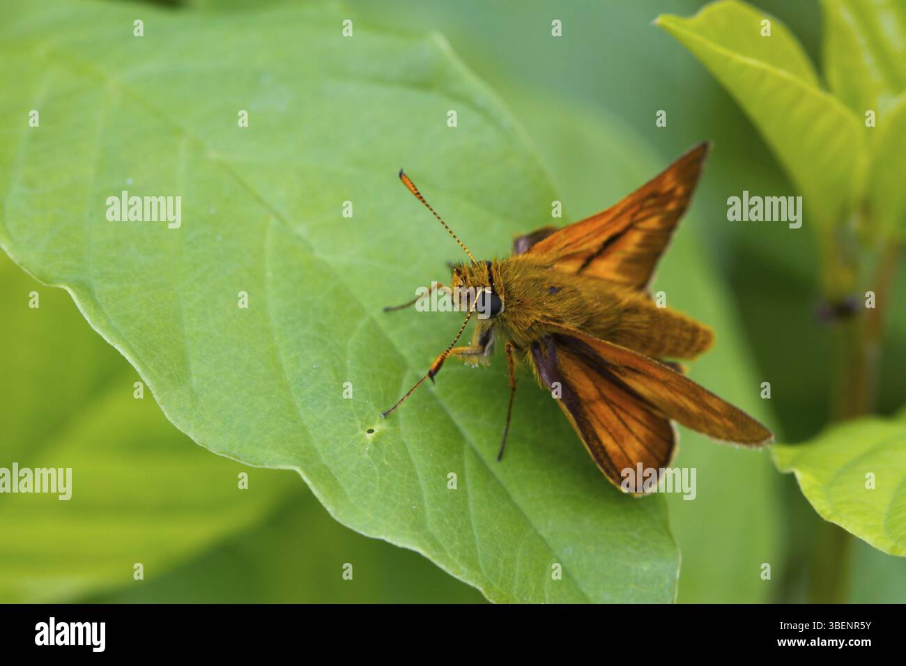 Pausa volo - farfalla a testa grande (Hesperiidae) Foto Stock
