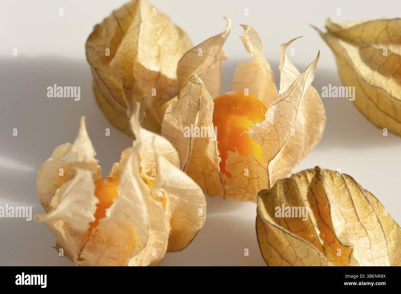 Physalis (Physalis) Foto Stock
