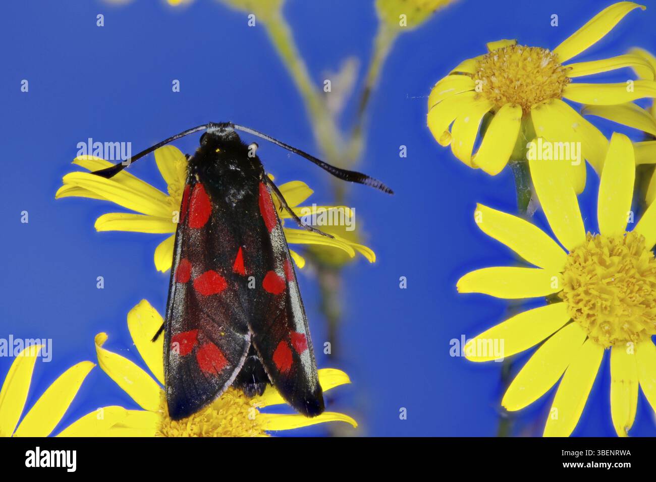 Ariete a sei macchie (Zygaena filipendula) Foto Stock