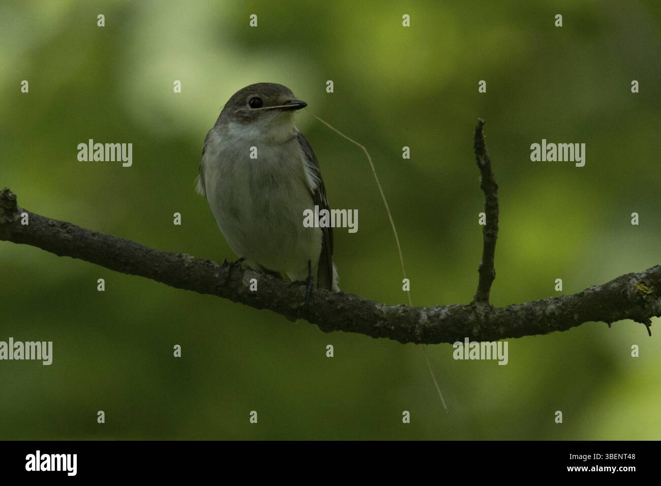 Collare (Flycatcher Ficedula albicollis) Foto Stock
