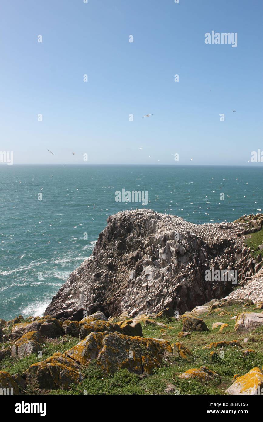 Colonia di Gannet sul bordo della scogliera, Isole Saltee, Irlanda Foto Stock