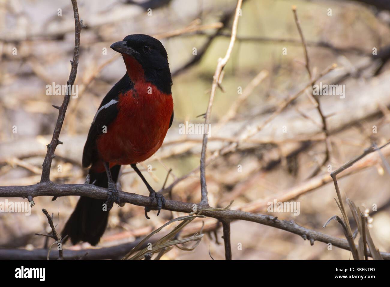 Shrike panciuto (Lanarius atrococcineus) Foto Stock
