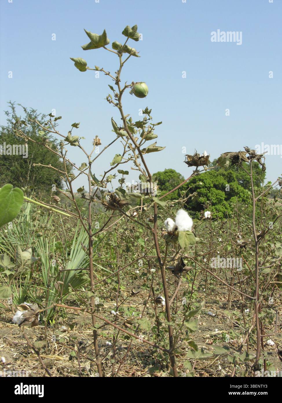 Cespuglio di cotone, cotone comune (Gossypium herbaceum) Foto Stock