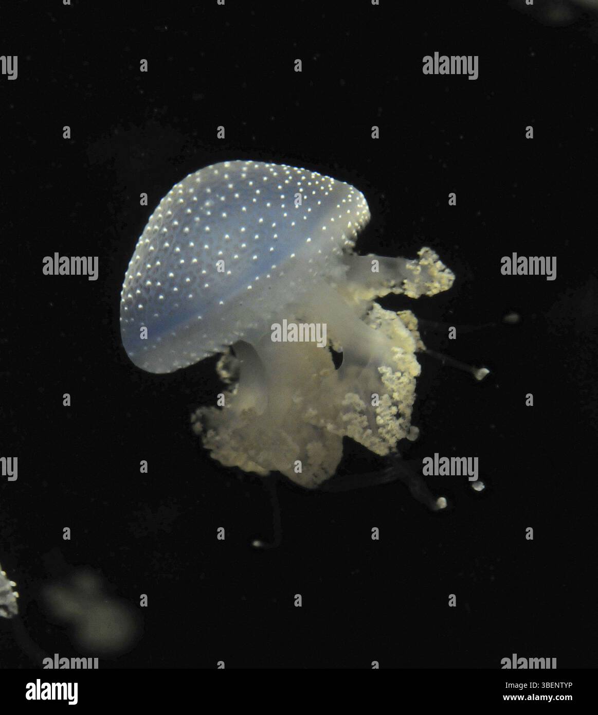 Meduse macchiate australiane (Phyllorhiza punctata) Foto Stock