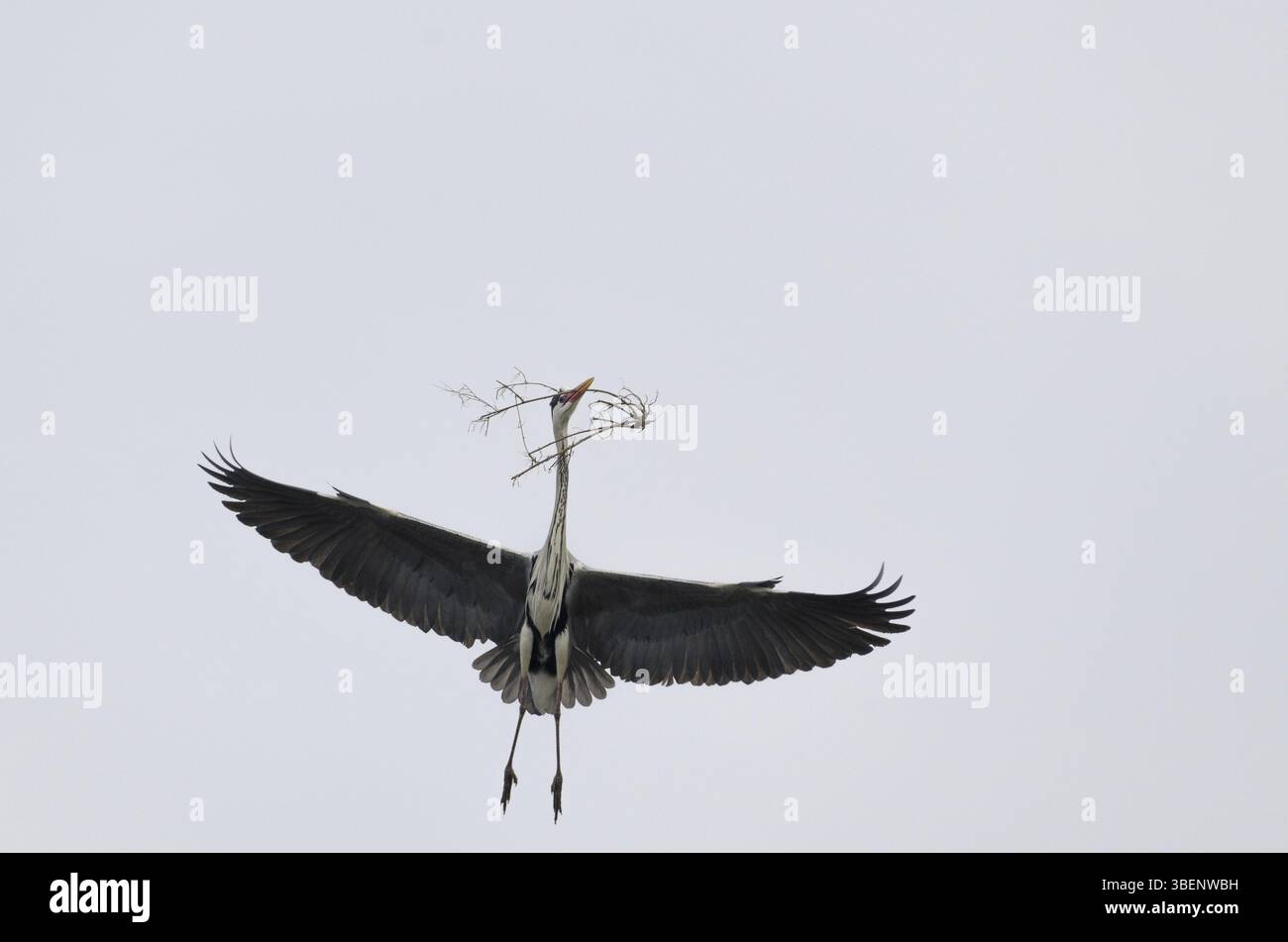 Airone grigio, con nido (Ardea cinerea) Foto Stock