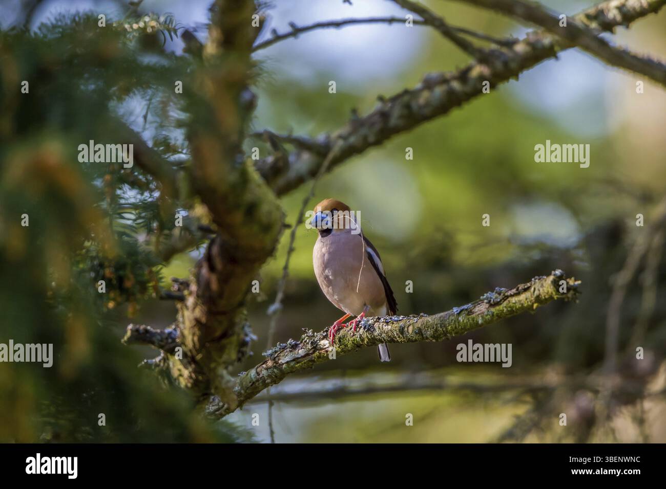 Hawfinch - maschio con materiale di nidificazione (Coccothraustes coccothraustes) Foto Stock