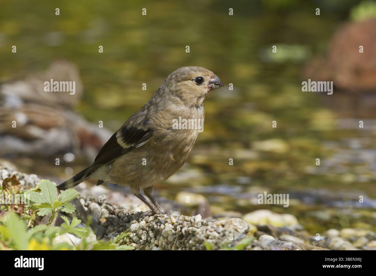 Bullfinch - giovane uccello al ruscello (Pyrrhula pyrrhula) Foto Stock