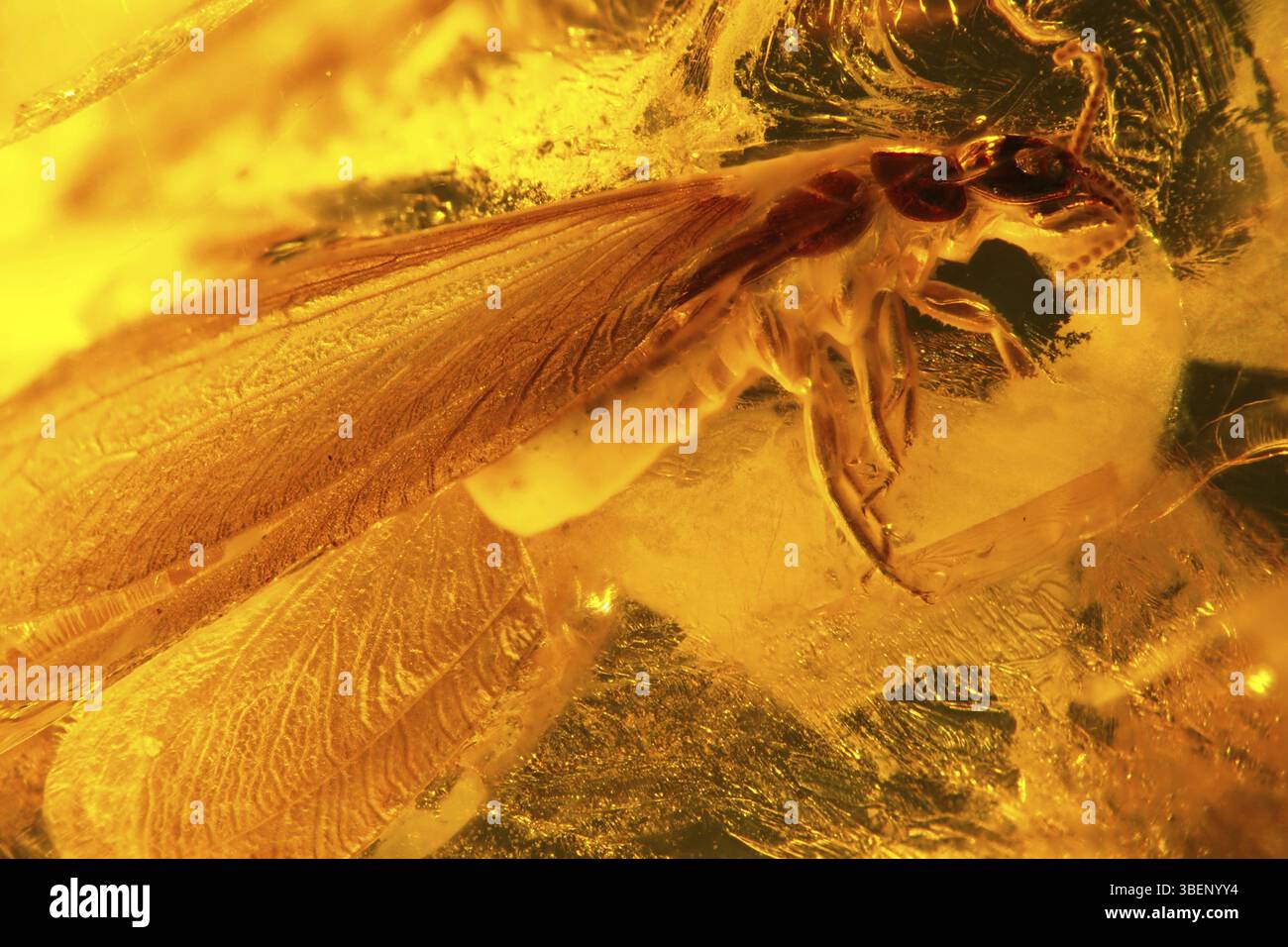 Amberinkluse - Termite Foto Stock