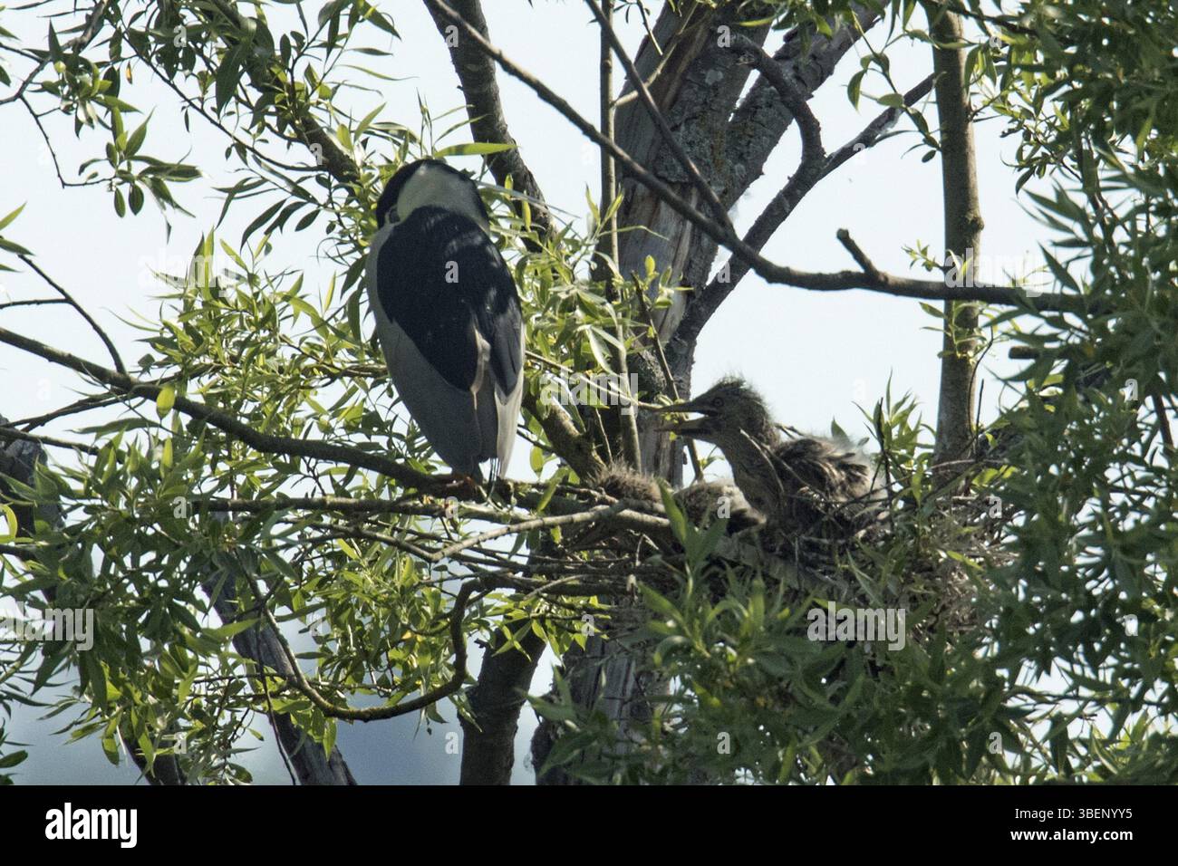 Nitticora (Nycticorax nycticorax) Foto Stock