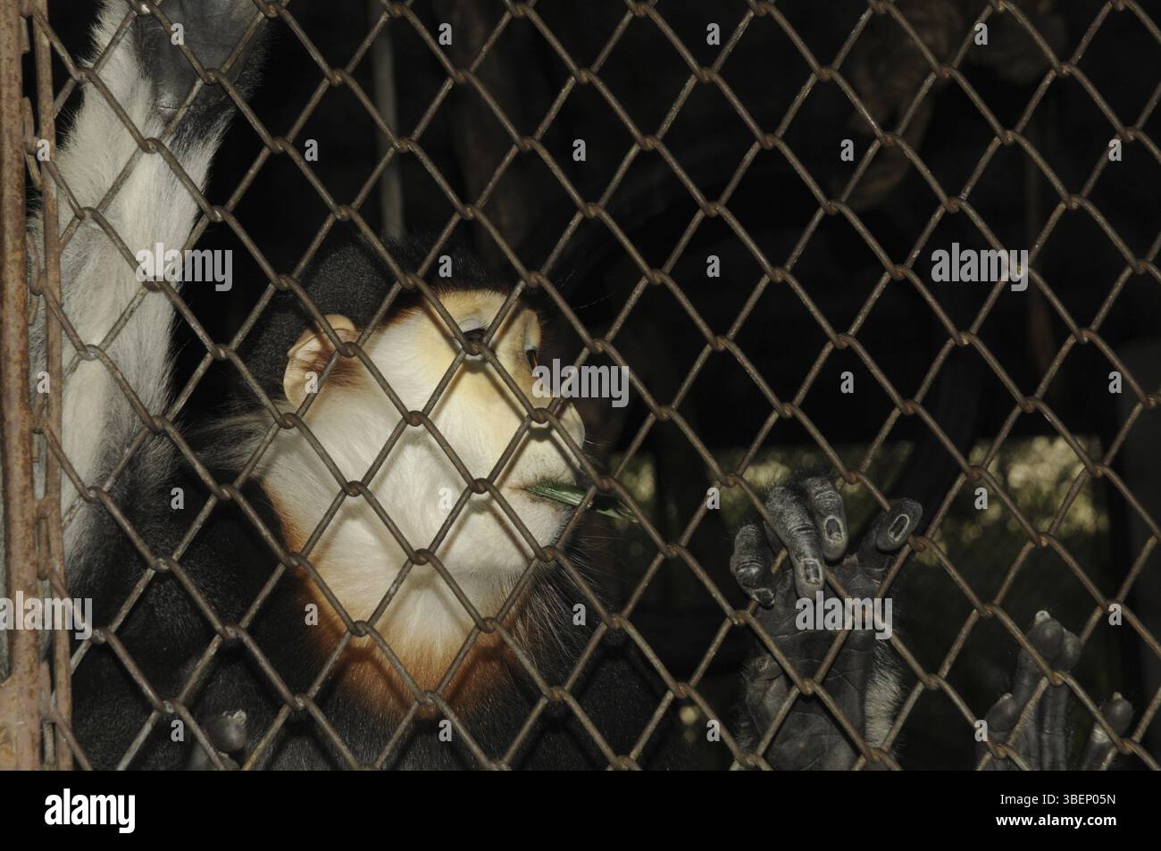Scimmia nello zoo (???) Foto Stock
