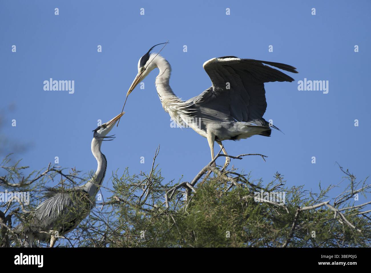 L'airone grigio porta il materiale di nidificazione nel sito di riproduzione (Ardea cinerea) Foto Stock
