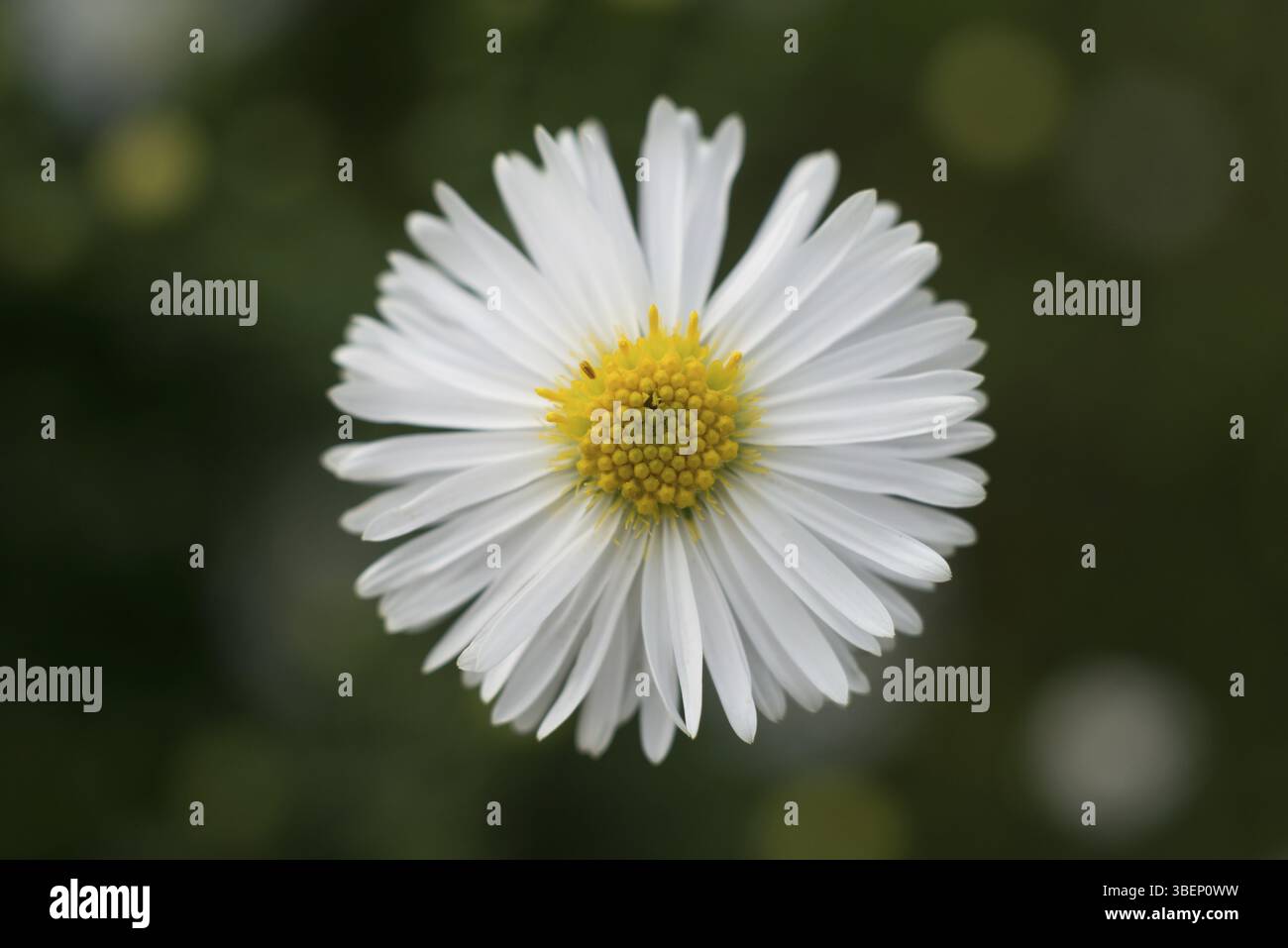 Daisy (Bellis perennis) Foto Stock