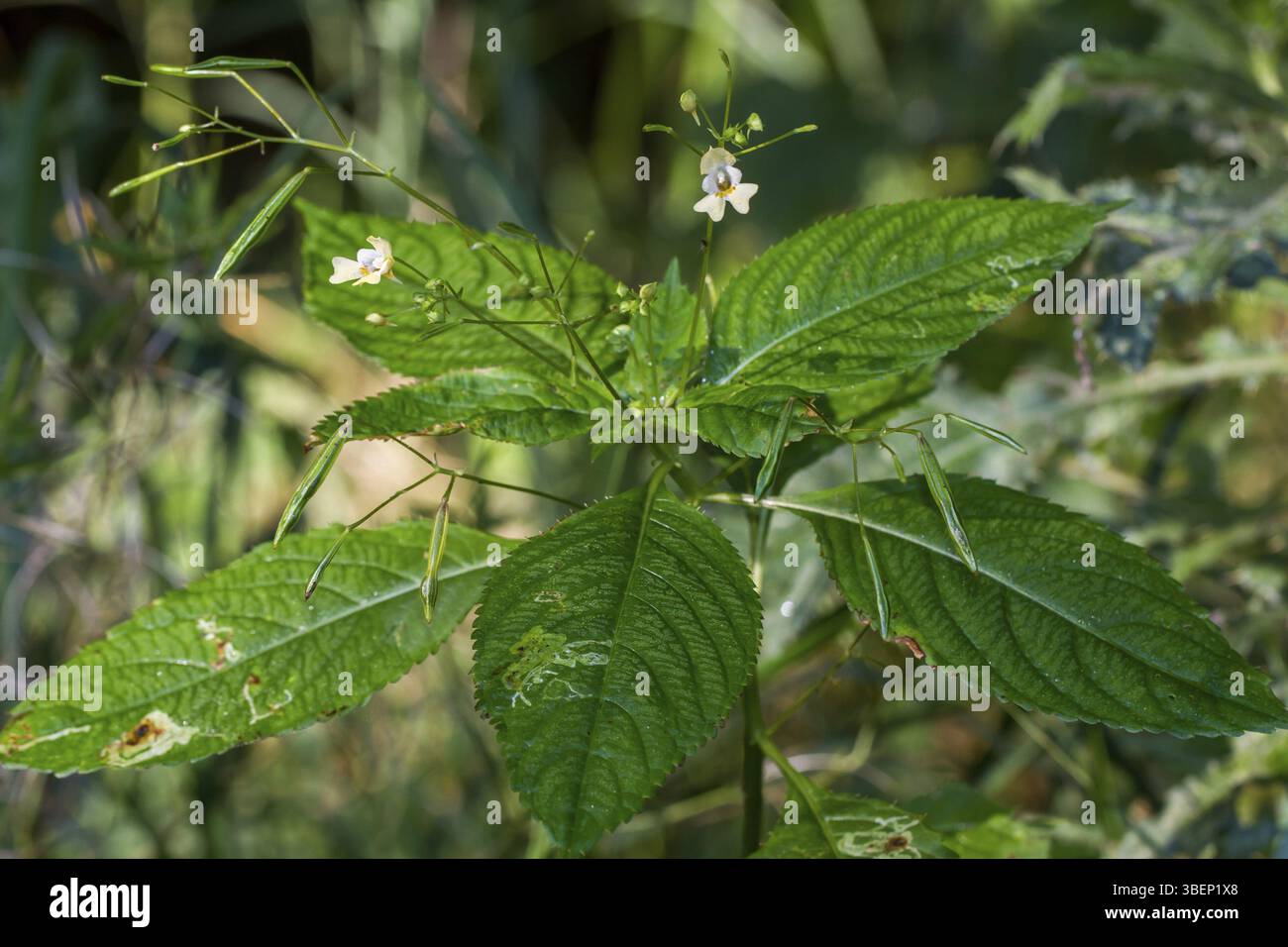 Non tattile a fiore piccolo (Impatiens parviflora) Foto Stock