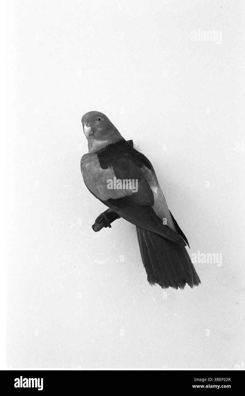 Parakeet alato rosso (Aprosmictus erythropterus) Foto Stock