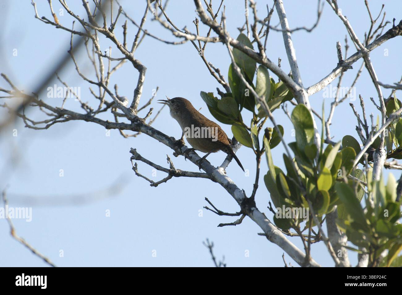 House wren (Troglodytes aedon musculus) Foto Stock