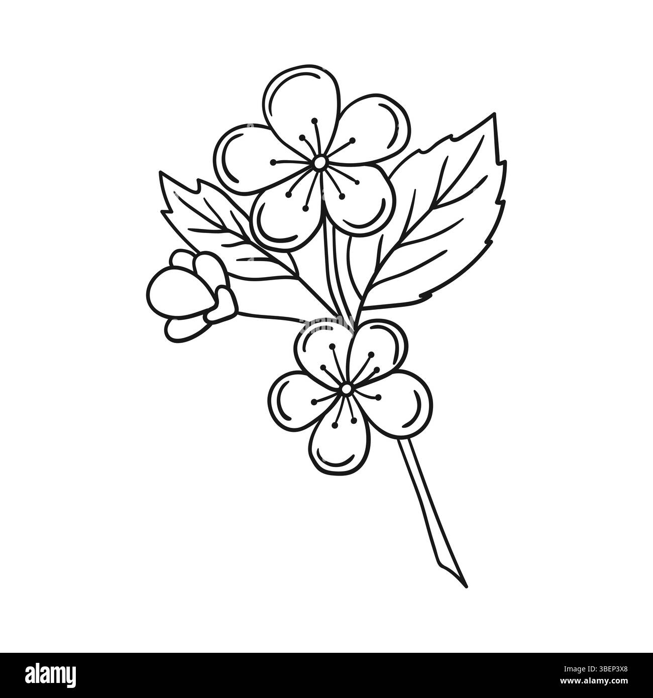 Simpatica illustrazione di frutta in stile disegno a mano. Monocromatico. Icona del fiore di albicocca su sfondo bianco. Design per libri da colorare, gam educativo per bambini Illustrazione Vettoriale