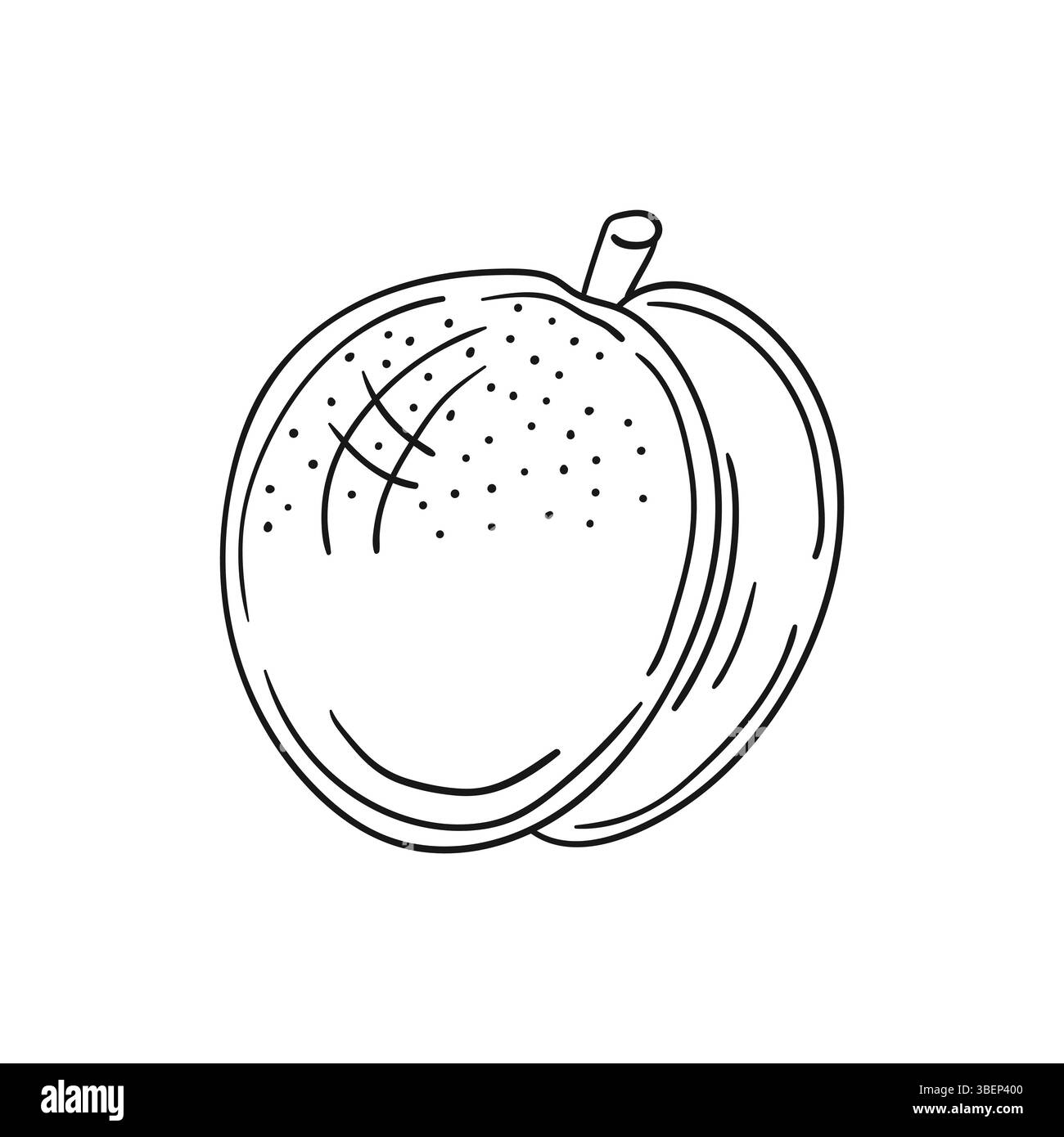 Simpatica illustrazione di frutta in stile disegno a mano. Monocromatico. Icona albicocca su sfondo bianco. Disegna per colorare libri, giochi educativi per bambini. ICO Illustrazione Vettoriale
