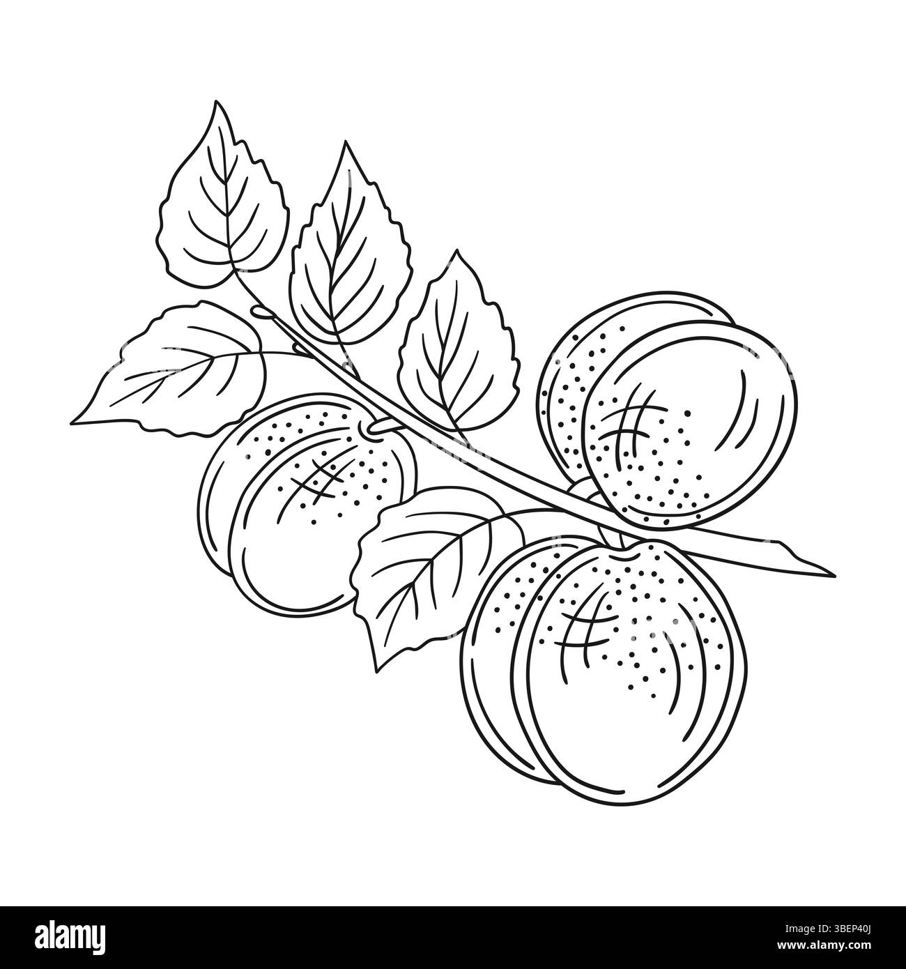 Simpatica illustrazione di frutta in stile disegno a mano. Monocromatico. Icona albicocca su sfondo bianco. Disegna per colorare libri, giochi educativi per bambini. ICO Illustrazione Vettoriale