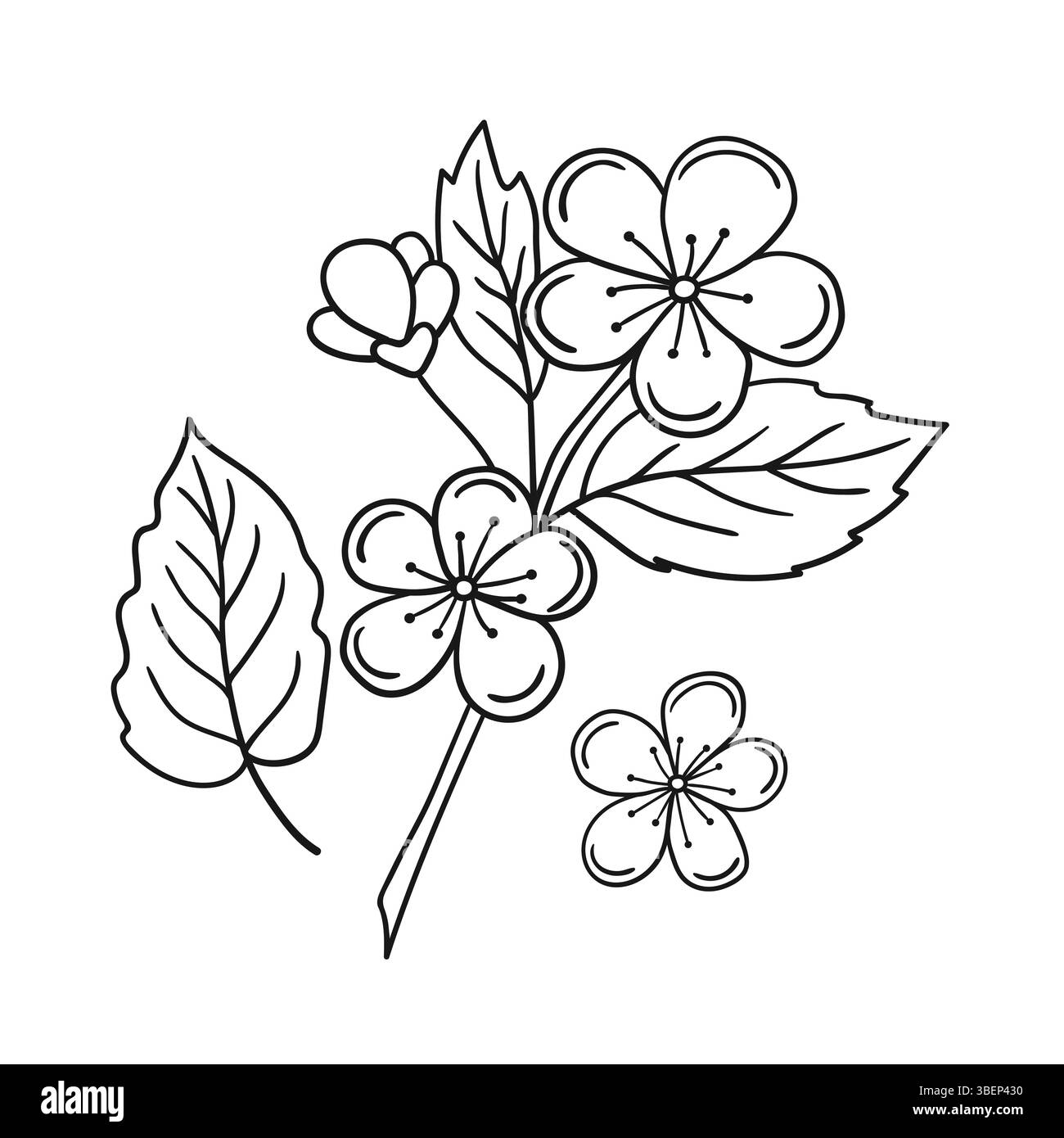Simpatica illustrazione di frutta in stile disegno a mano. Monocromatico. Icona del fiore di albicocca su sfondo bianco. Design per libri da colorare, gam educativo per bambini Illustrazione Vettoriale