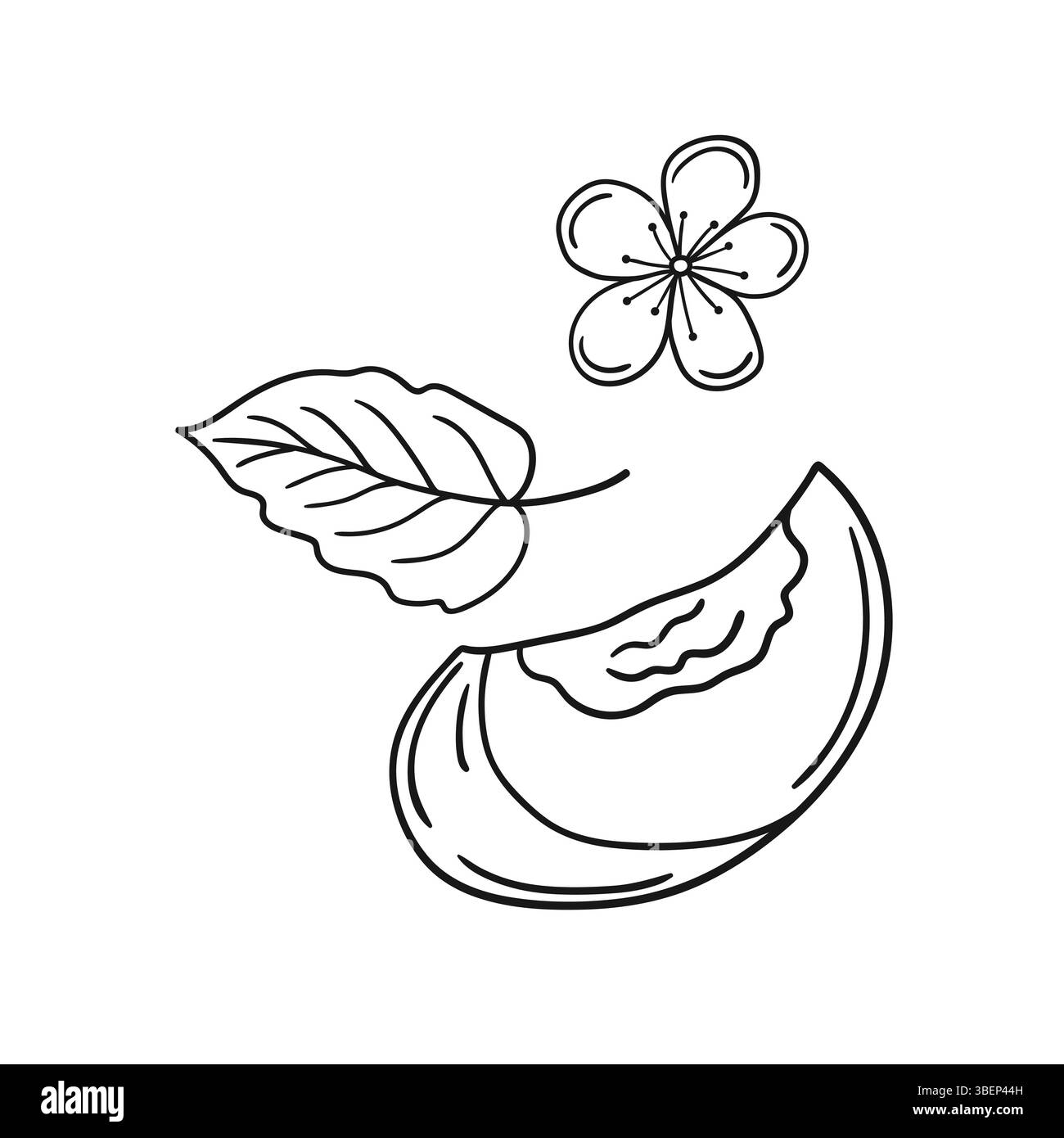 Simpatica illustrazione di frutta in stile disegno a mano. Monocromatico. Icona albicocca su sfondo bianco. Disegna per colorare libri, giochi educativi per bambini. ICO Illustrazione Vettoriale