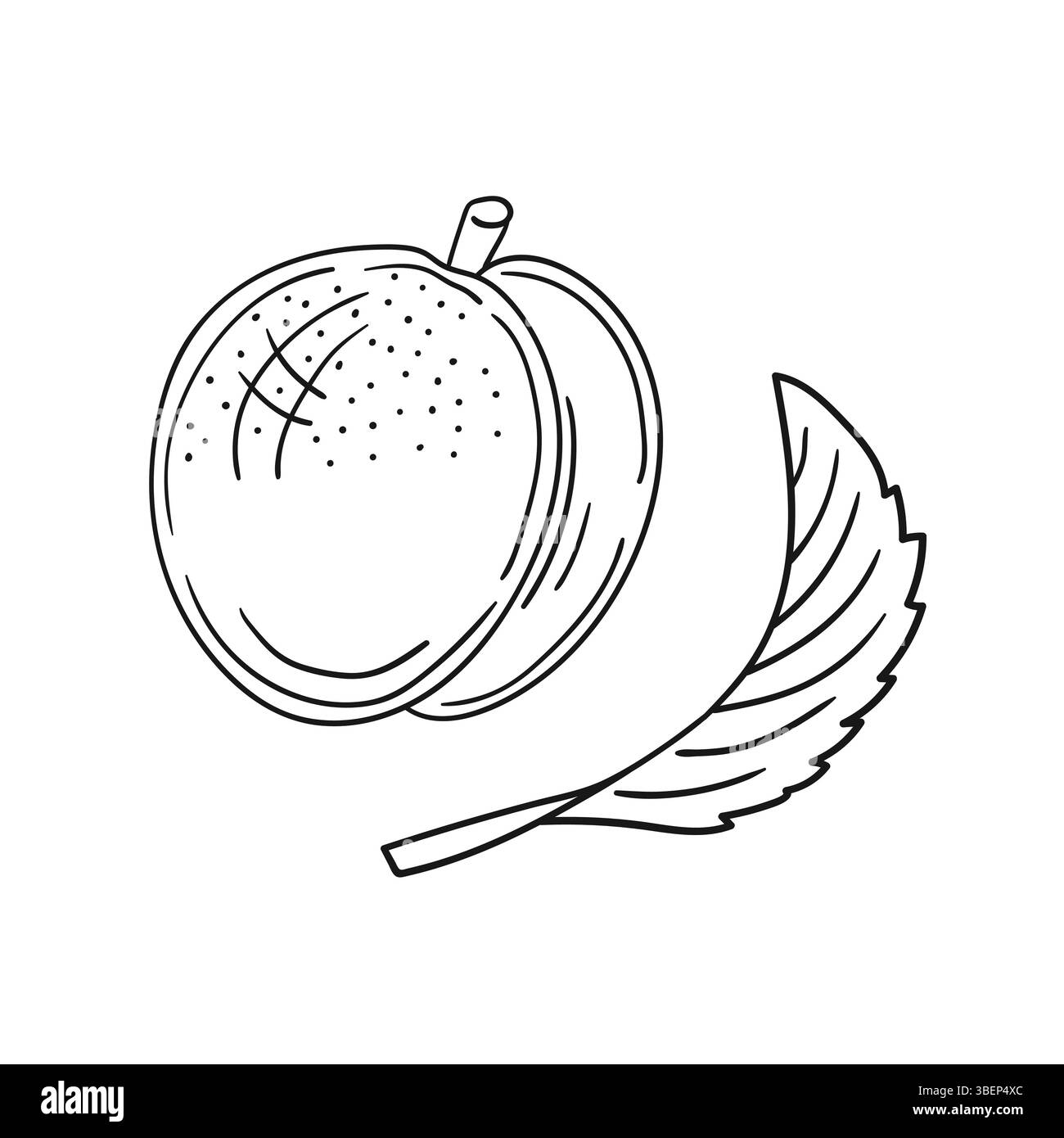 Simpatica illustrazione di frutta in stile disegno a mano. Monocromatico. Icona albicocca su sfondo bianco. Disegna per colorare libri, giochi educativi per bambini Illustrazione Vettoriale