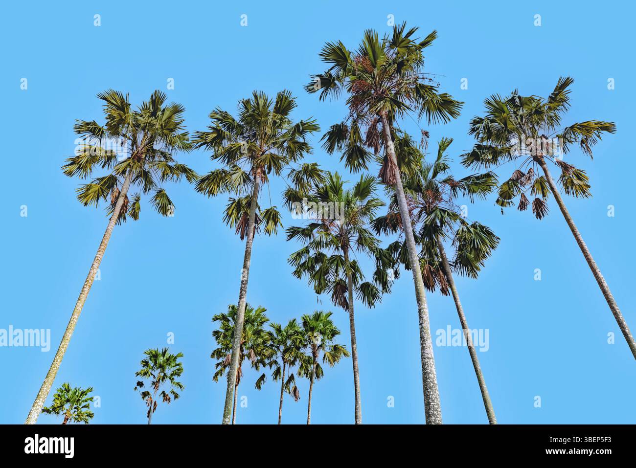 Alberi di palma su una spiaggia tropicale Foto Stock