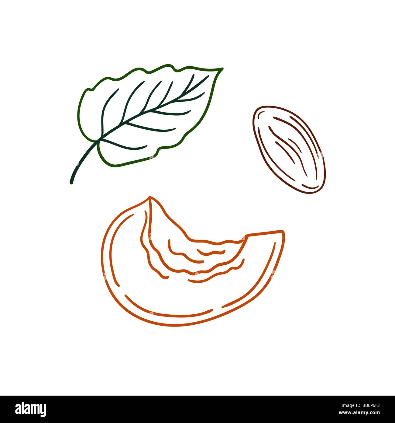 Simpatica illustrazione di frutta in stile disegno a mano. Icona albicocca su sfondo bianco. Contorno colore. Disegna per colorare libri, giochi educativi per bambini. Illustrazione Vettoriale