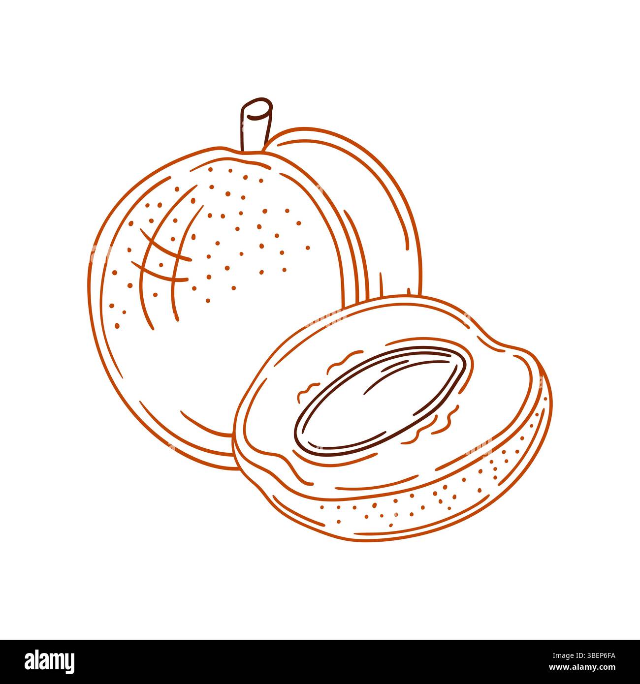 Simpatica illustrazione di frutta in stile disegno a mano. Icona albicocca su sfondo bianco. Contorno colore. Disegna per colorare libri, giochi educativi per bambini. Illustrazione Vettoriale