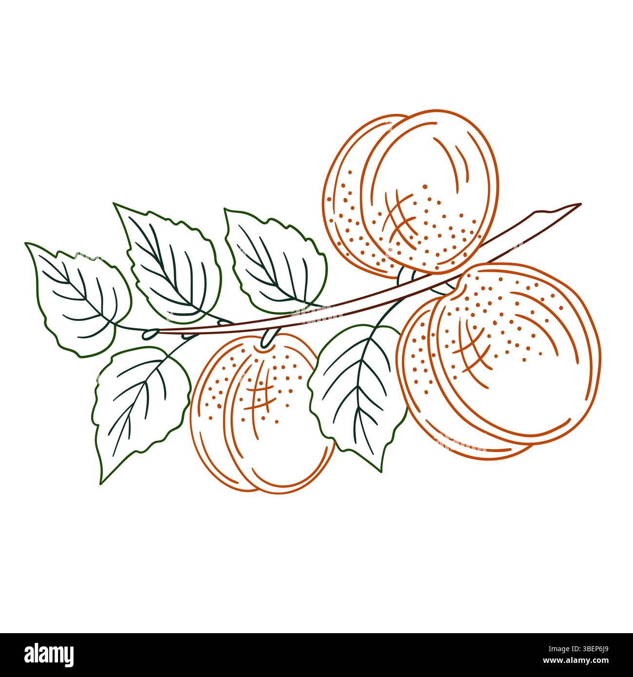 Simpatica illustrazione di frutta in stile disegno a mano. Icona albicocca su sfondo bianco. Contorno colore. Disegna per colorare libri, giochi educativi per bambini. Illustrazione Vettoriale