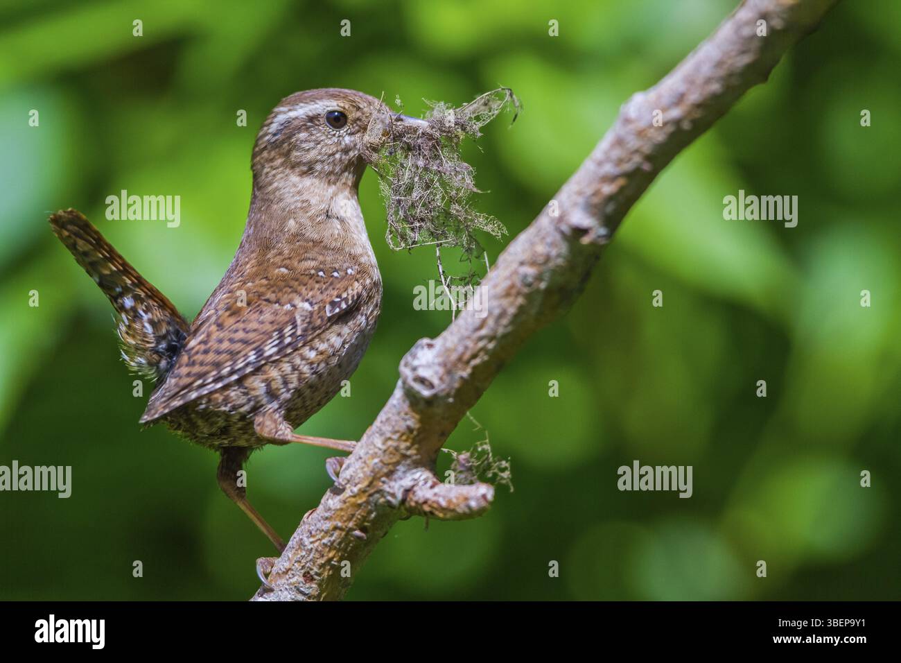 Wren - maschio con materiale di nidificazione (Troglodytes troglodytes) Foto Stock