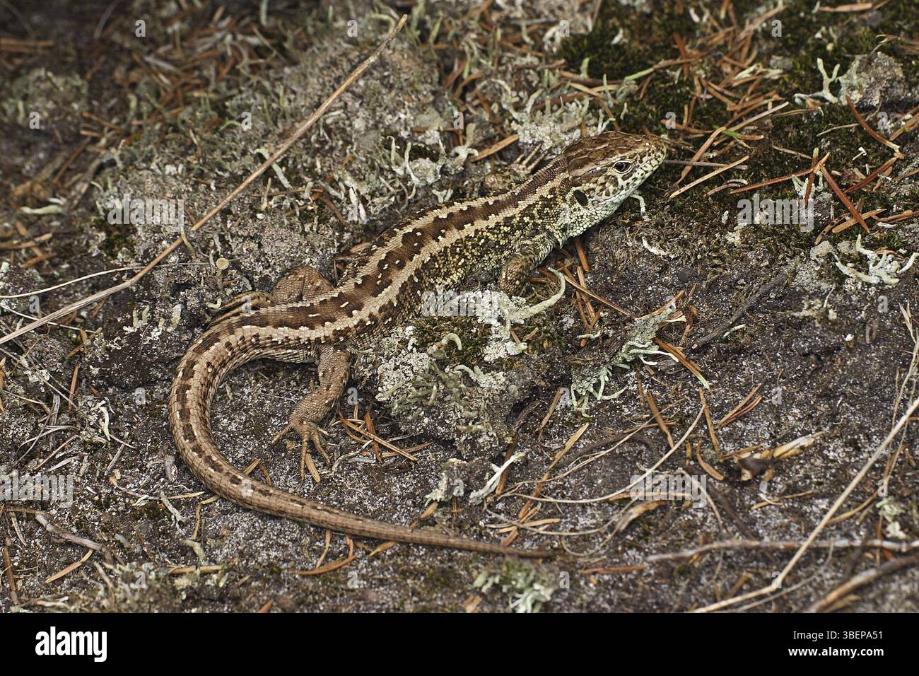 Biacco maschio (Lacerta agilis) Foto Stock