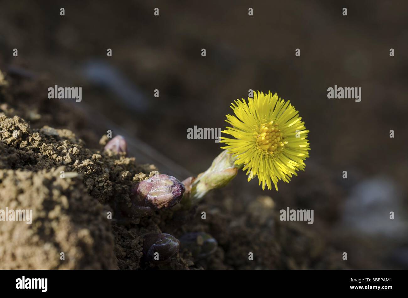 (Coltsfoot Tussilago farfara) Foto Stock