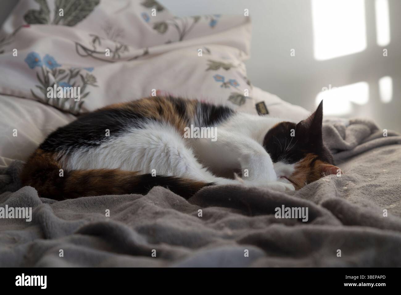 Gatto calico tricolore che dorme tranquillamente su una morbida coperta in un'accogliente camera da letto. Un ambiente domestico caldo e rilassante, ideale per animali domestici, comfort e festa del giorno Foto Stock