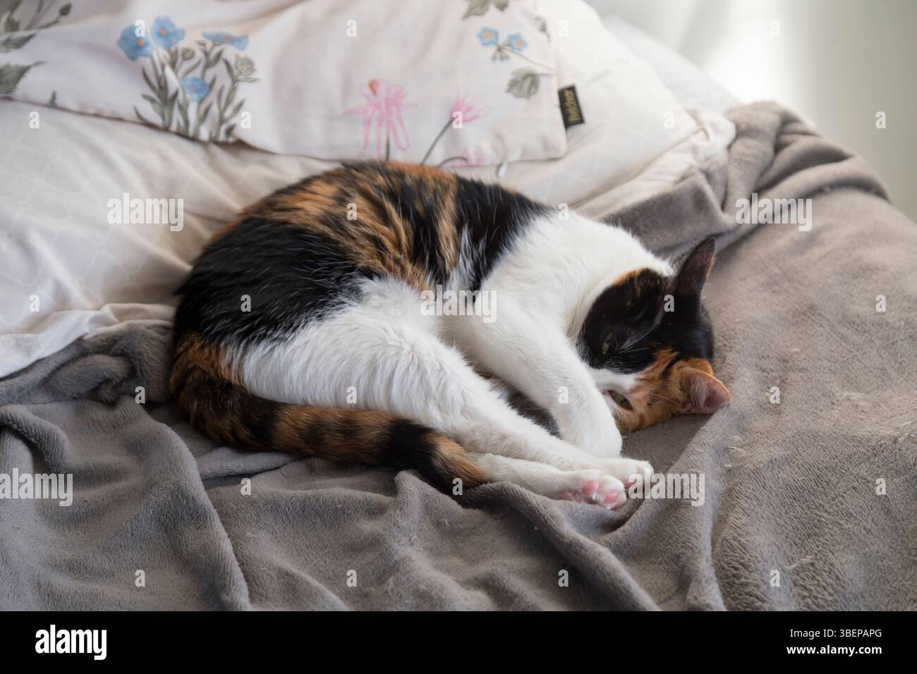 Gatto calico tricolore che dorme tranquillamente su una morbida coperta in un'accogliente camera da letto. Un ambiente domestico caldo e rilassante, ideale per animali domestici, comfort e festa del giorno Foto Stock
