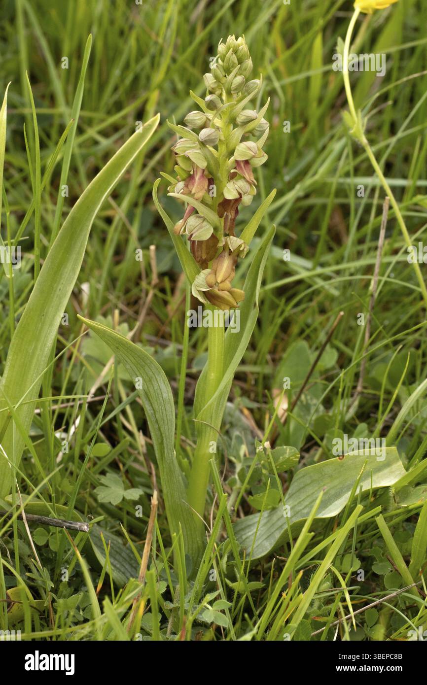 Orchidea di rana (Coeloglossum viride) Foto Stock